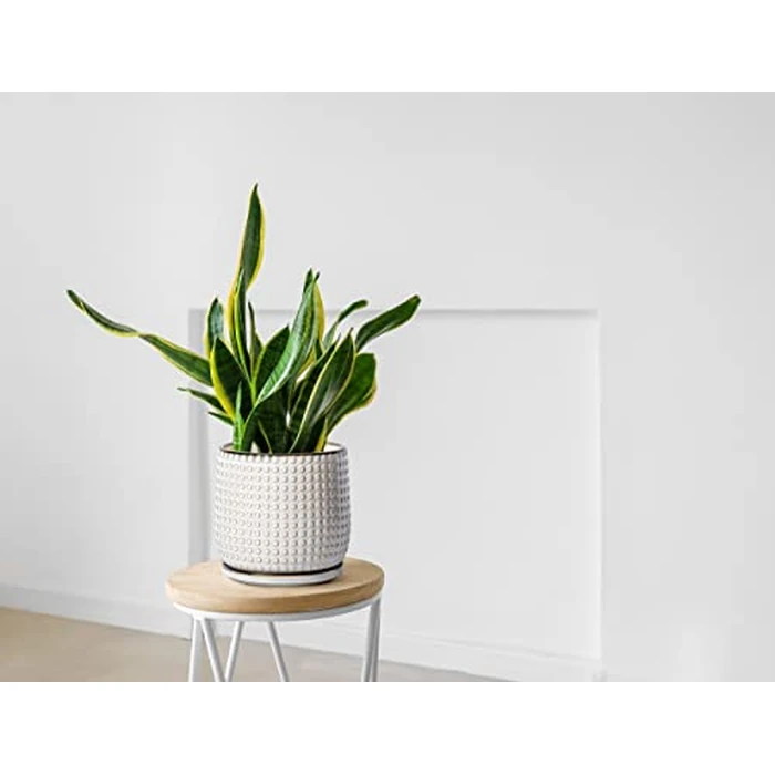 D'vine Dev 8 Inch Ceramic Beaded Stoneware Planter Pot - Flower Pot with Drainage Holes and Saucers for Indoor Succulent Plants or Flowers, Smoked White, 27-C-Q-1 by D'vine Dev - Image 5