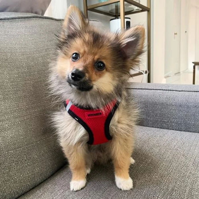 Best Pet Supplies - All Weather Mesh / Plush, Reflective, No Pull Harness for Small, Medium Dogs, Cats - Secure with Hook & Loop Fastener, Buckle, Double D-Rings - Red/Black Trim, L by Best Pet Supplies - Image 6