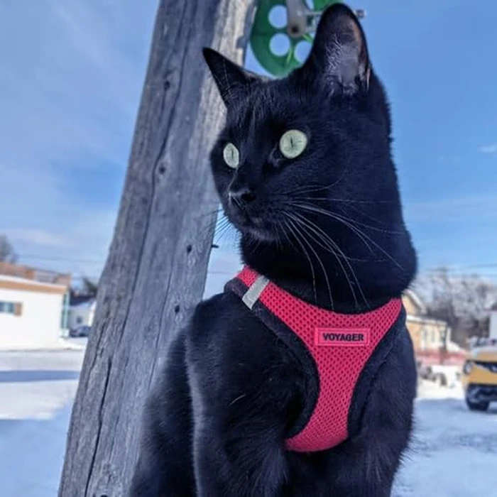 Best Pet Supplies - All Weather Mesh / Plush, Reflective, No Pull Harness for Small, Medium Dogs, Cats - Secure with Hook & Loop Fastener, Buckle, Double D-Rings - Red/Black Trim, L by Best Pet Supplies - Image 7