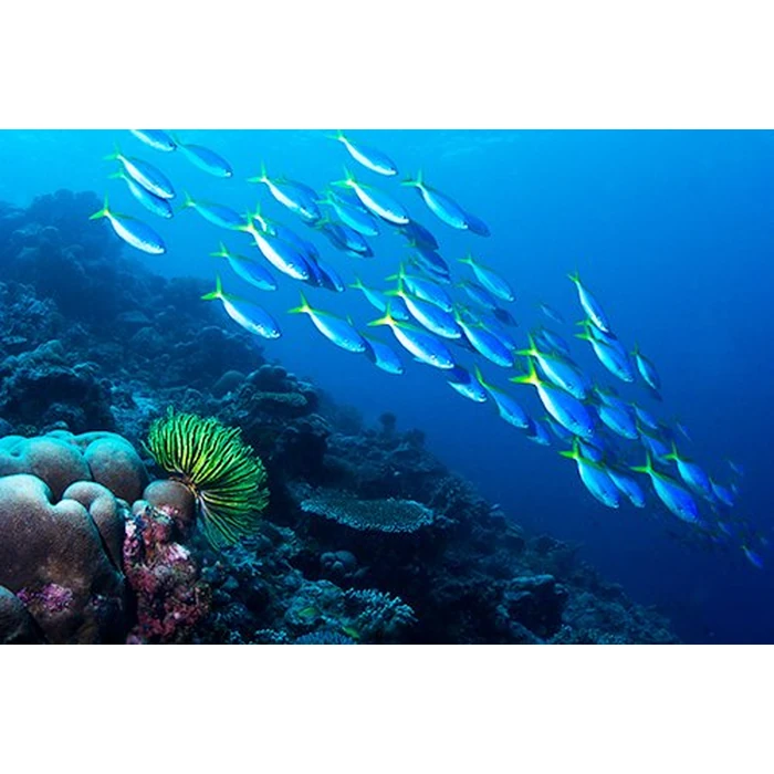 PAPUA 3D - The secret island of the cannibals (Blu-ray 3D & 2D Version) REGION FREE [3D Blu-ray] by 3D-MEDIA.tv - Image 1