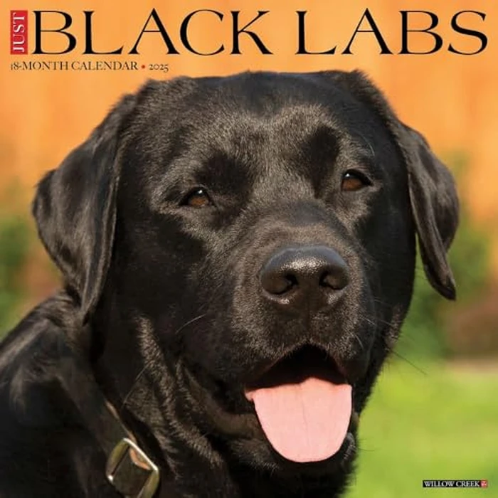 Just Black Labs 2025 12" x 12" Wall Calendar by WILLOW CREEK - Image 2