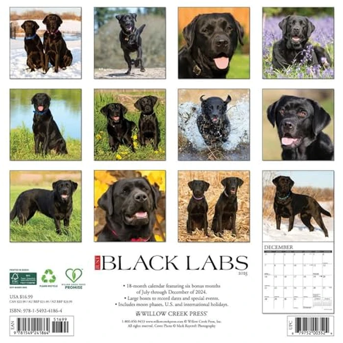 Just Black Labs 2025 12" x 12" Wall Calendar by WILLOW CREEK - Image 3
