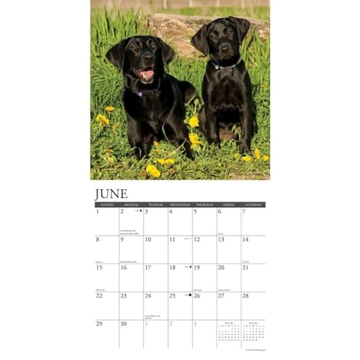 Just Black Labs 2025 12" x 12" Wall Calendar by WILLOW CREEK - Image 4