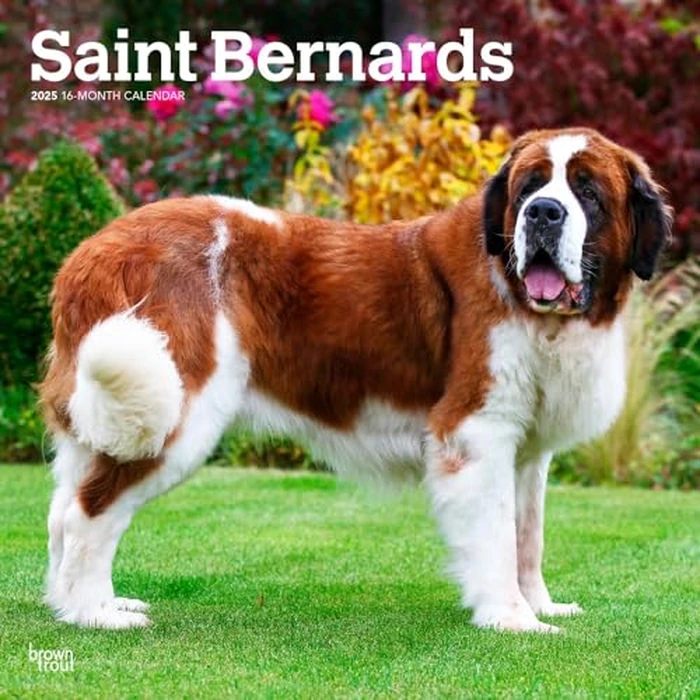 Saint Bernards | 2025 12 x 24 Inch Monthly Square Wall Calendar | BrownTrout | Animals Dog Breeds by BrownTrout - Used - Like New condition - CA$2.80