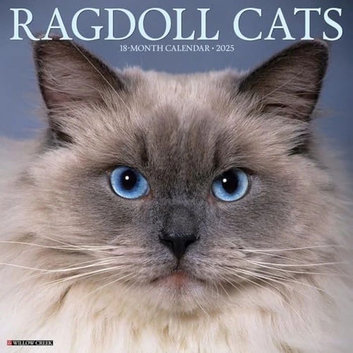 Ragdoll Cats 2025 12" x 12" Wall Calendar by WILLOW CREEK - Image 1
