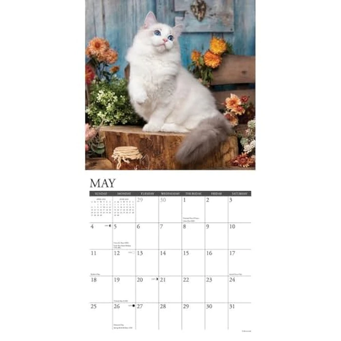 Ragdoll Cats 2025 12" x 12" Wall Calendar by WILLOW CREEK - Image 4
