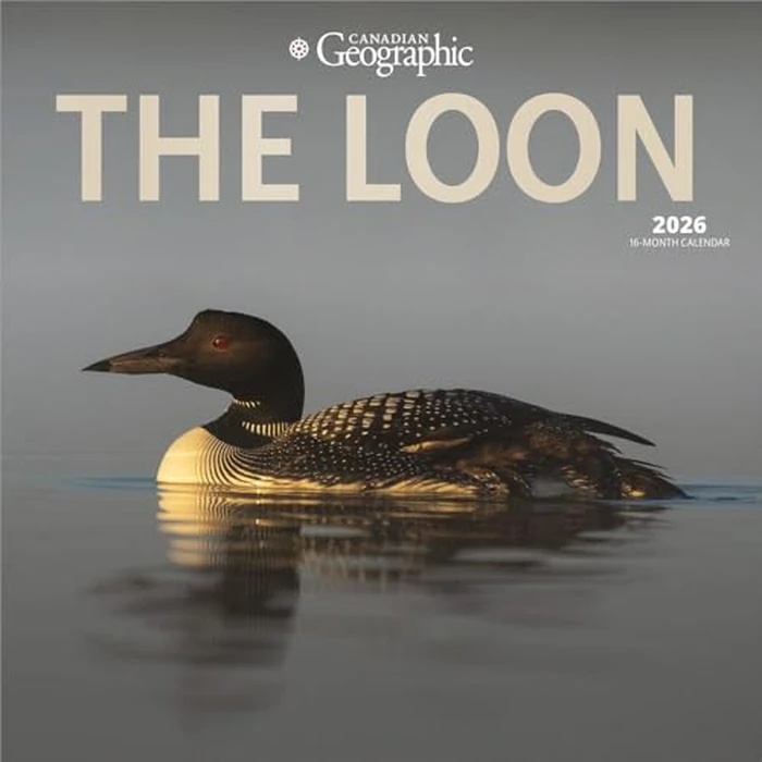 Canadian Geographic The Loon OFFICIAL | 2026 12 x 24 Inch (Hanging) Monthly Square Wall Calendar | Foil Stamped Cover | Wyman Publishing | Nature Birds Wildlife by BrownTrout Publishers Ltd. - Image 1