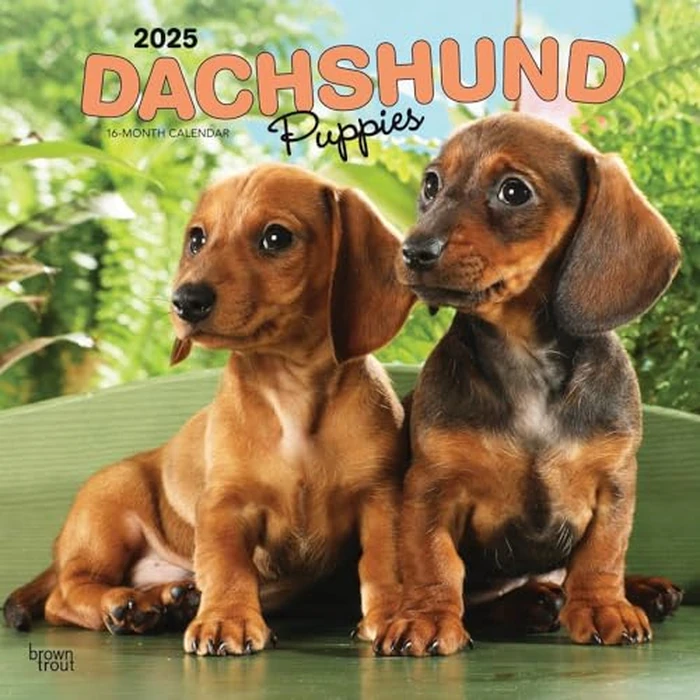 Dachshund Puppies | 2025 12 x 24 Inch Monthly Square Wall Calendar | BrownTrout | Animals Dog Breeds Puppy by BrownTrout - Image 1