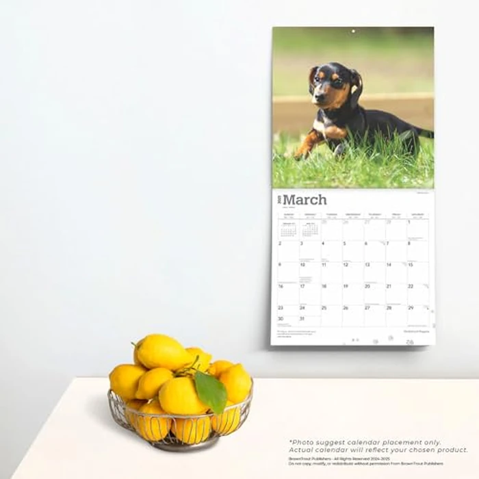 Dachshund Puppies | 2025 12 x 24 Inch Monthly Square Wall Calendar | BrownTrout | Animals Dog Breeds Puppy by BrownTrout - Image 2