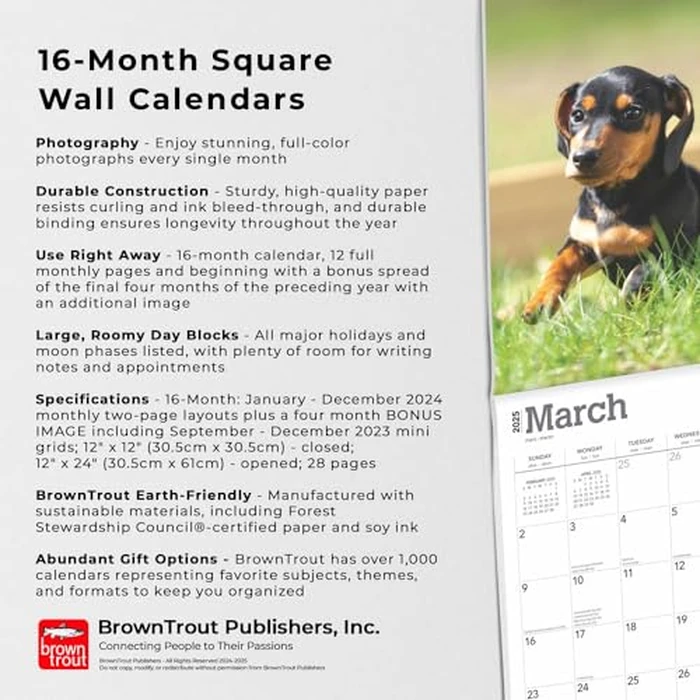 Dachshund Puppies | 2025 12 x 24 Inch Monthly Square Wall Calendar | BrownTrout | Animals Dog Breeds Puppy by BrownTrout - Image 3