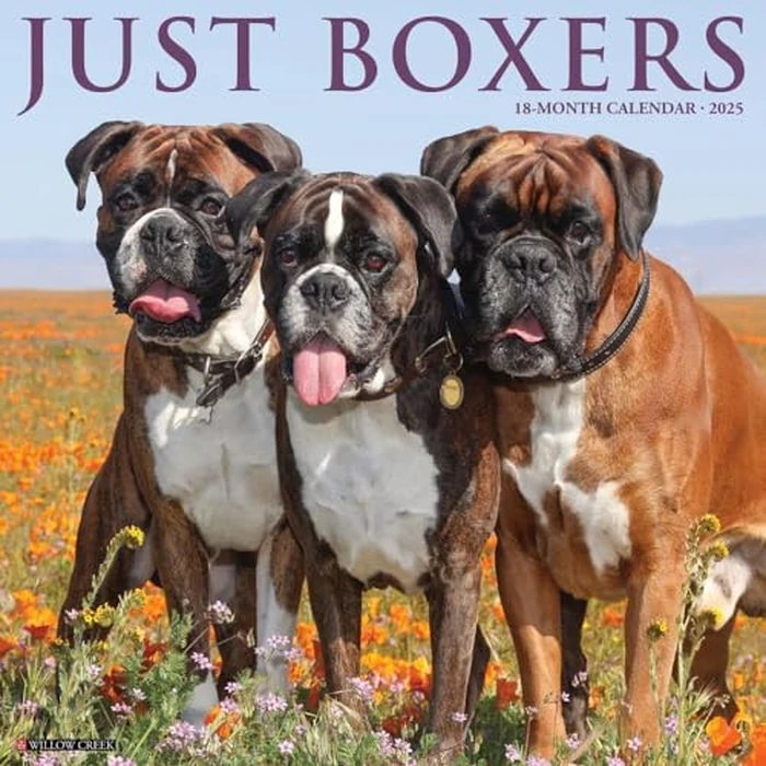 Just Boxers 2025 12" x 12" Wall Calendar by WILLOW CREEK - Image 1