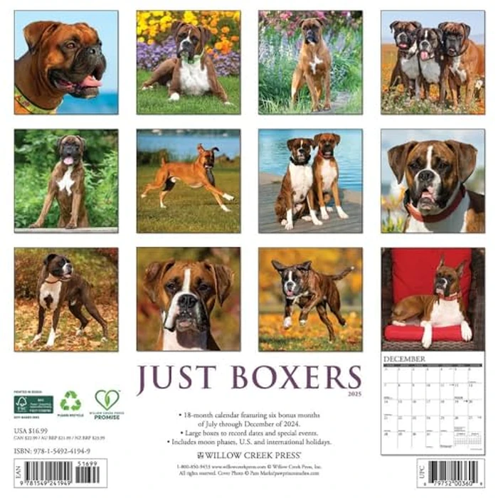 Just Boxers 2025 12" x 12" Wall Calendar by WILLOW CREEK - Image 3
