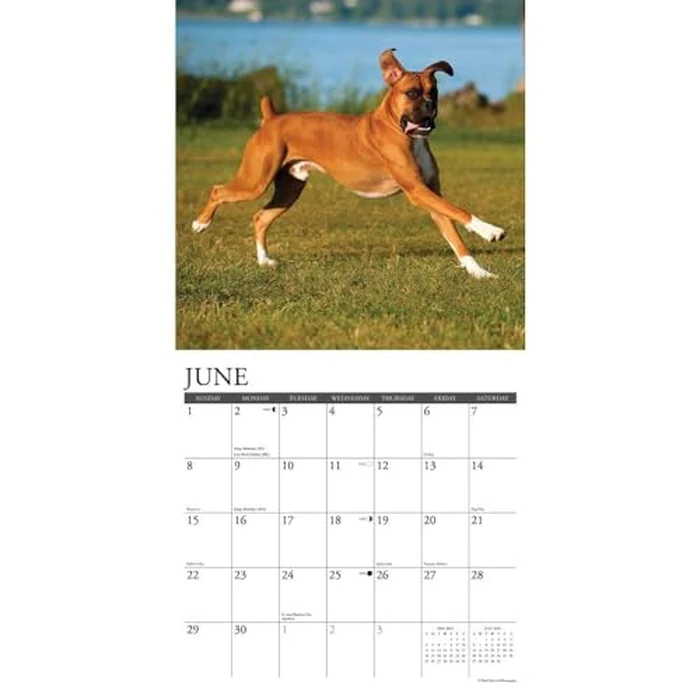 Just Boxers 2025 12" x 12" Wall Calendar by WILLOW CREEK - Image 4