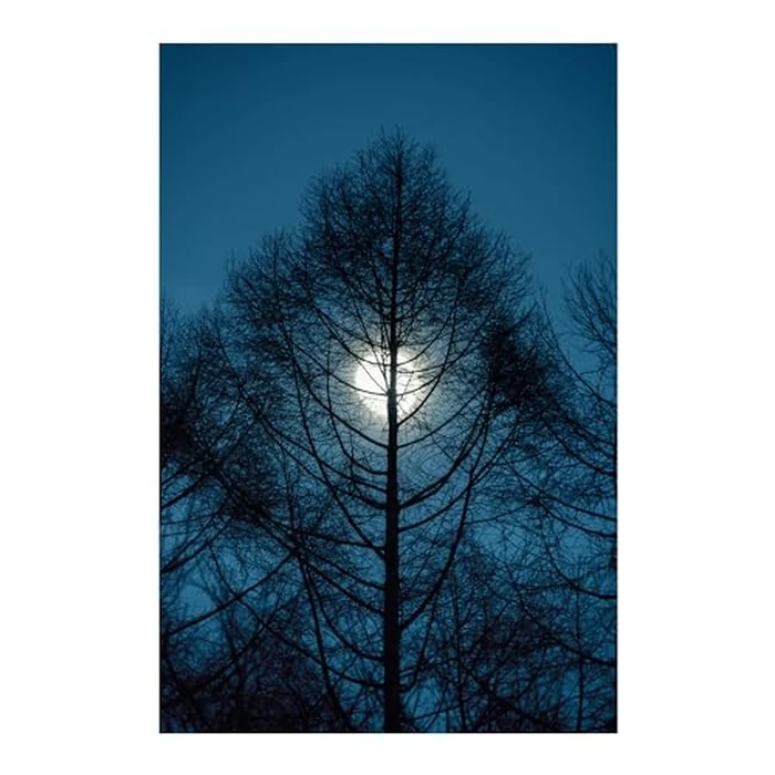 Sigma 16-300mm F3.5-6.7 DC OS | Contemporary Lens for L-Mount by Sigma - Image 7