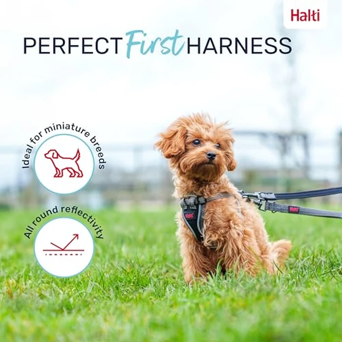 Halti Anatomy Puppy & Small Dog Harness - Soft & Comfortable Step-in Harness, 4 Adjustable Points, Lightweight & Reflective, for Miniature and Toy Dog Breeds (Size XS, Grey) by Halti - Image 5
