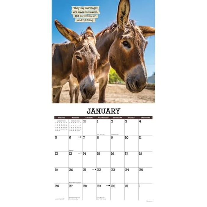Sassy Jackassy 2025 12" x 12" Wall Calendar by WILLOW CREEK - Image 4