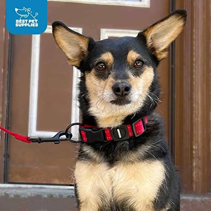 Best Pet Supplies Voyager Reflective Dog Leash or Collar with Neoprene Handle, for Small, Medium, and Large Breed Puppies, Cute and Heavy Duty for Walking, Running and Training - Lime Green, L by Best Pet Supplies - Image 5