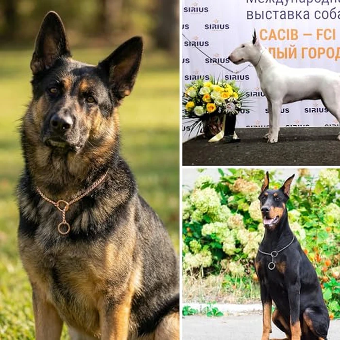 Ximipet Heavy Duty Dog Choke Collar Slip Dog P Chain Snake Collar Plating Anti-Rust Dog Training Collars for Small Large Dogs Black/Gold/Silver/Rose Gold 15.5in-29.5in (29.5in, Rose Gold) by Ximipet - Image 2