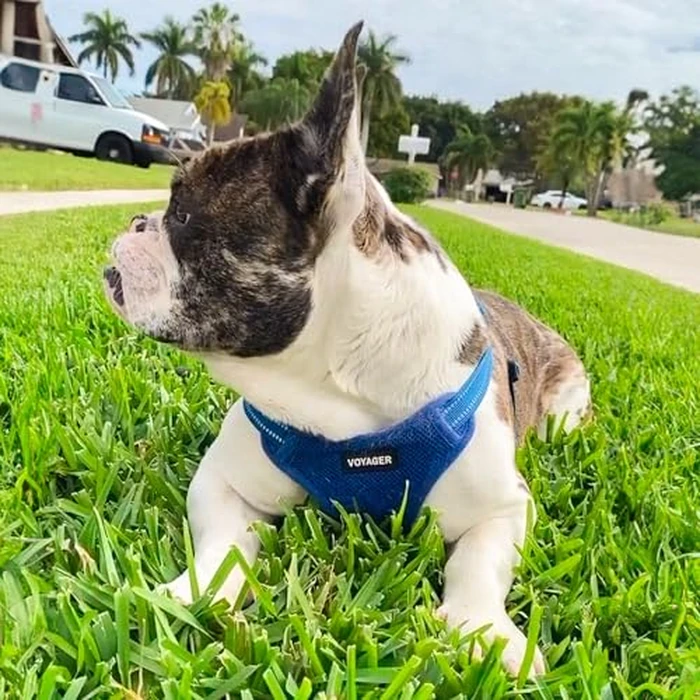 Best Pet Supplies Voyager Mesh Dog Breathable Harness Reflective Stitching, All Weather Adjustable for Walking Training, or Running - Heavy Duty & Durable, Harness (Royal Blue), M by Best Pet Supplies - Image 8