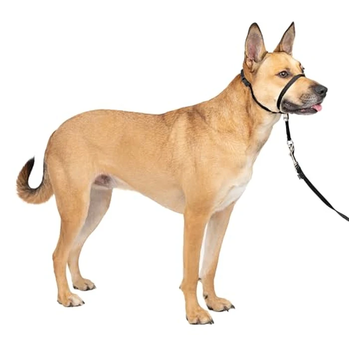 PetSafe Gentle Leader No-Pull Dog Headcollar - The Ultimate Solution to Pulling - Redirects Your Dog's Pulling for Easier Walks - Helps You Regain Control - Medium, Black by PetSafe - Used - Very Good condition