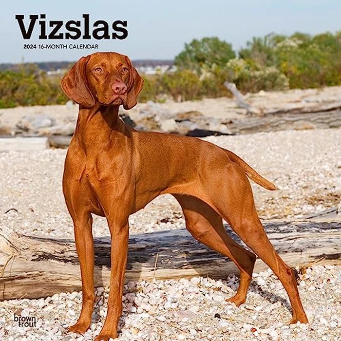 Vizslas | 2024 12 x 24 Inch Monthly Square Wall Calendar | BrownTrout | Animals Dog Breeds by BrownTrout - Used - Acceptable condition - CA$11.69
