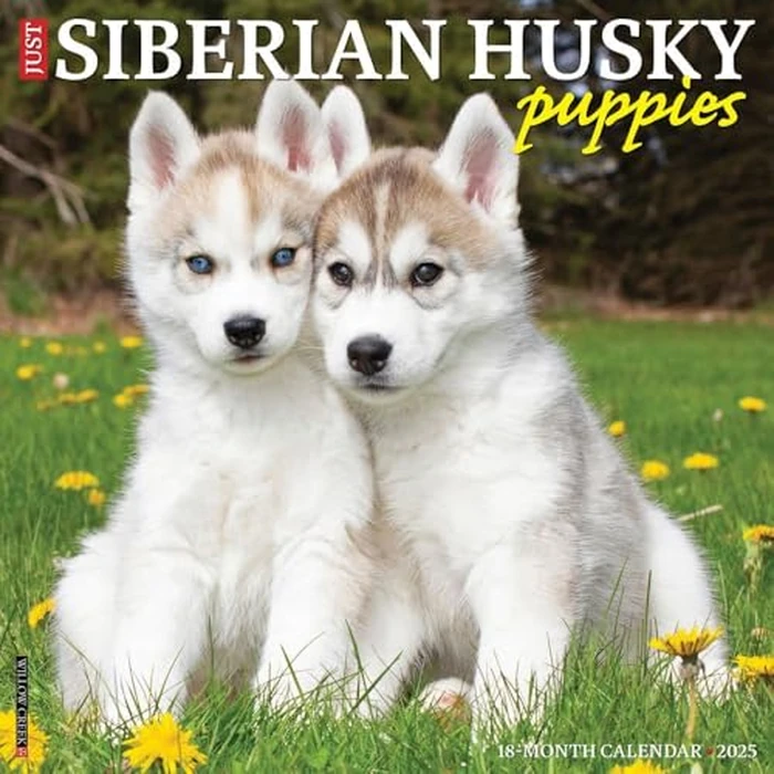 Just Siberian Husky Puppies 2025 12" x 12" Wall Calendar by WILLOW CREEK - Image 1