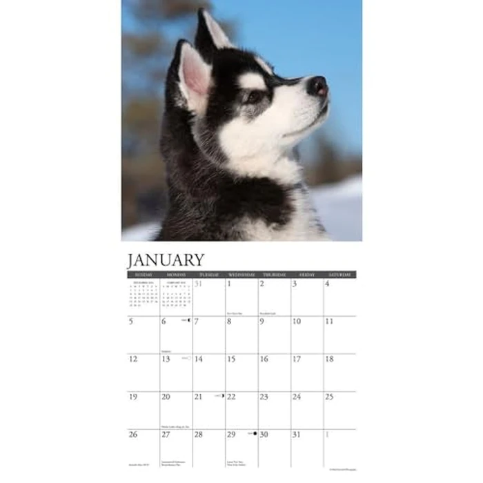 Just Siberian Husky Puppies 2025 12" x 12" Wall Calendar by WILLOW CREEK - Image 3