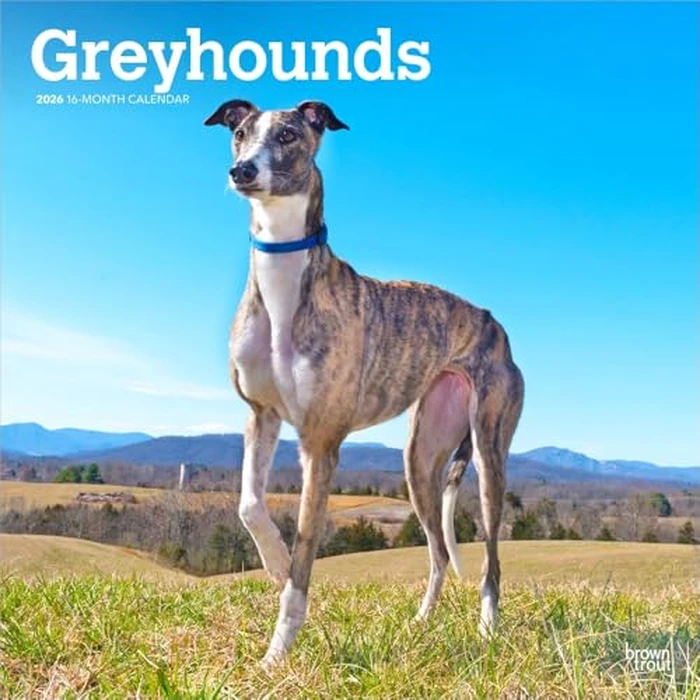Greyhounds | 2026 12 x 24 Inch (Hanging) Monthly Square Wall Calendar | BrownTrout | Animals Dog Breeds by BrownTrout Publishers Ltd. - Used - Like New condition - CA$11.14