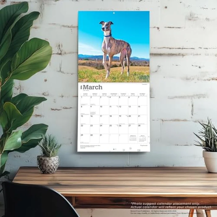 Greyhounds | 2026 12 x 24 Inch (Hanging) Monthly Square Wall Calendar | BrownTrout | Animals Dog Breeds by BrownTrout Publishers Ltd. - Image 3