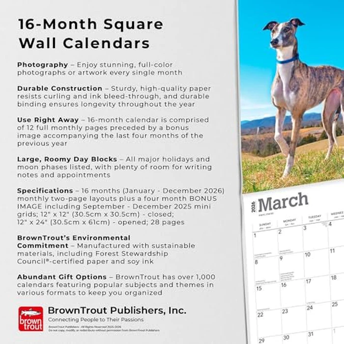 Greyhounds | 2026 12 x 24 Inch (Hanging) Monthly Square Wall Calendar | BrownTrout | Animals Dog Breeds by BrownTrout Publishers Ltd. - Image 4