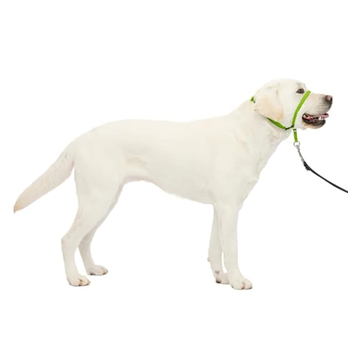 PetSafe Gentle Leader Headcollar, No-Pull Dog Collar Perfect for Leash & Harness Training Stops Pets from Pulling and Choking on Walks Large, Apple Green by PetSafe - Used - Good condition