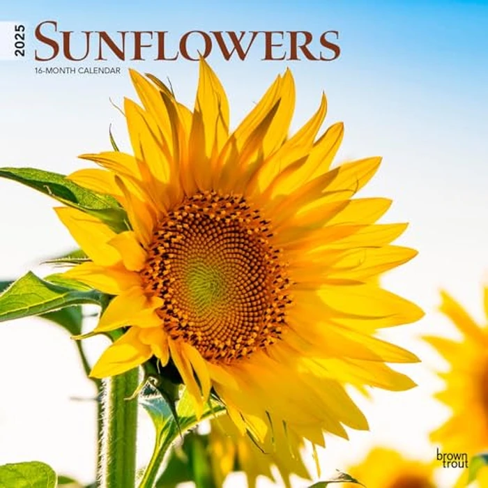 Sunflowers | 2025 12 x 24 Inch Monthly Square Wall Calendar | BrownTrout | Flower Floral Plant Outdoor Nature by BrownTrout - Image 1