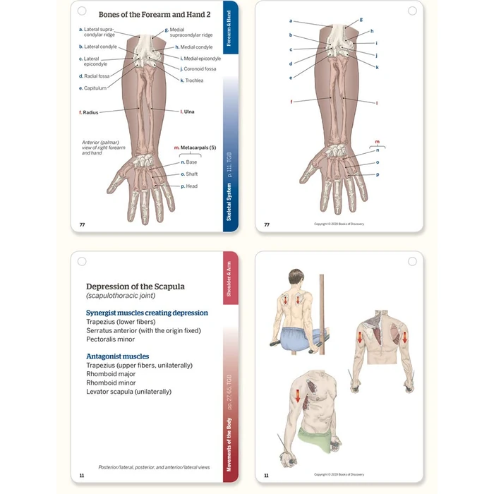 Trail Guide to the Body Flashcards Volume 1: Bones/Joints/Movements by Books of Discovery - Image 2