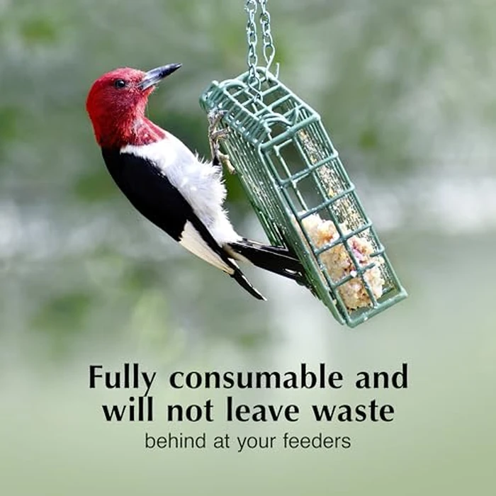 C&S Orange Delight No Melt Suet Dough, Suet Cakes for Wild Birds Including Robins, Blue Jays, Bluebirds, Tanagers, Thrushes and More, 8 Pack by C&S - Image 4