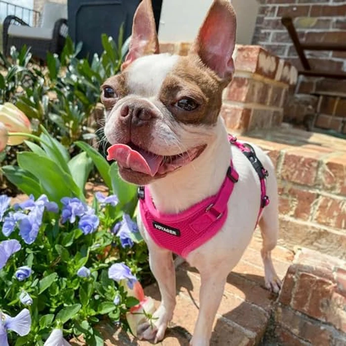 Voyager Step-in Pet Harness - All Weather Mesh, Adjustable Step in Harness for Cats and Dogs by Best Pet Supplies - Fuchsia, M by Best Pet Supplies - Image 8