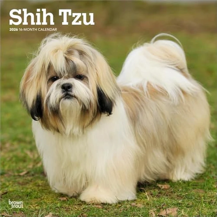 Shih Tzu | 2026 12 x 24 Inch (Hanging) Monthly Square Wall Calendar | BrownTrout | Animals Small Dog Breeds by BrownTrout - Used - Like New condition