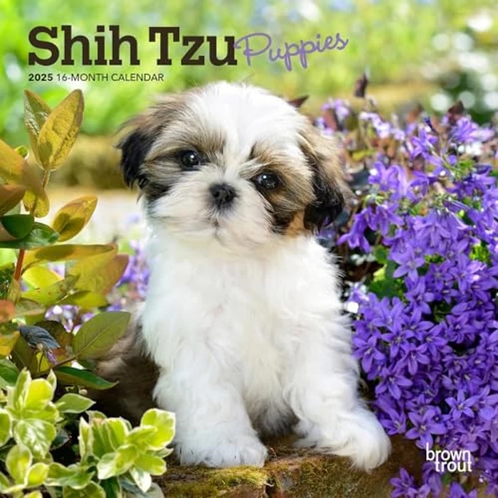 Shih Tzu Puppies | 2025 7 x 14 Inch Monthly Mini Wall Calendar | BrownTrout | Animal Small Dog Breed Puppy by BrownTrout - Used - Like New condition