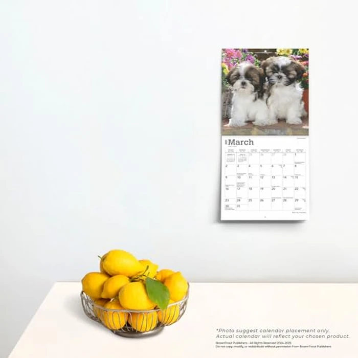 Shih Tzu Puppies | 2025 7 x 14 Inch Monthly Mini Wall Calendar | BrownTrout | Animal Small Dog Breed Puppy by BrownTrout - Image 2