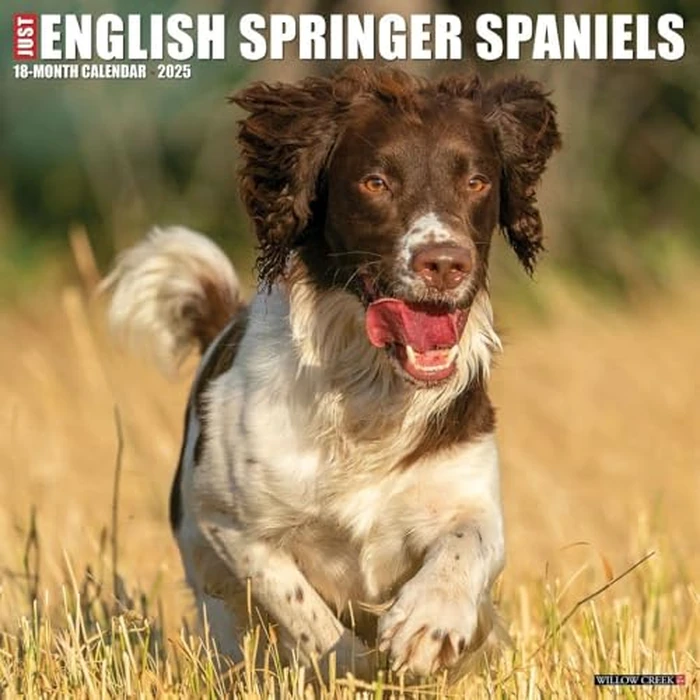 Just English Springer Spaniels 2025 12" x 12" Wall Calendar by WILLOW CREEK - Image 1