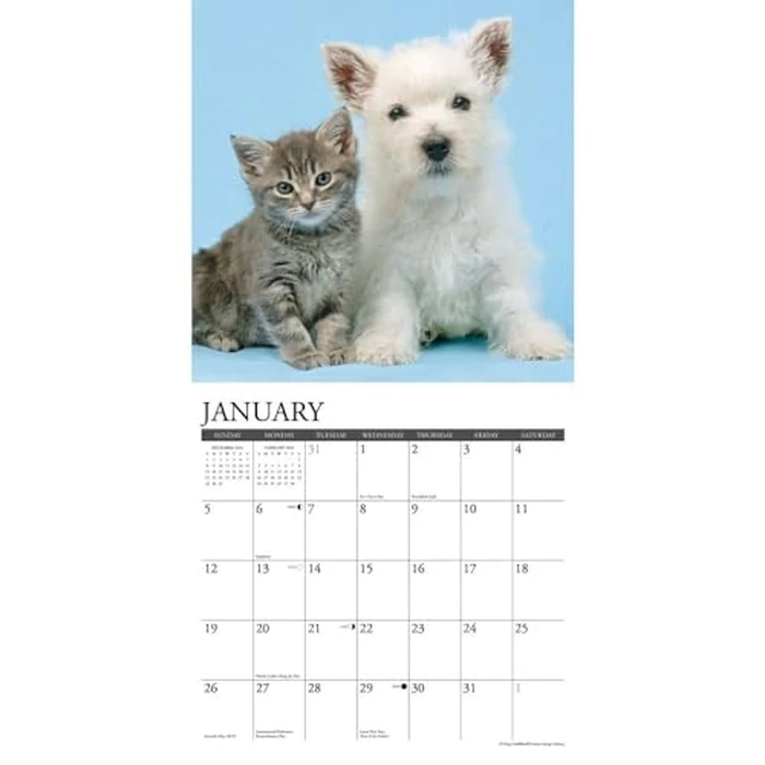 Kittens & Puppies 2025 12" x 12" Wall Calendar by WILLOW CREEK - Image 4