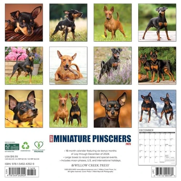 Just Miniature Pinschers 2025 12" x 12" Wall Calendar by WILLOW CREEK - Image 2