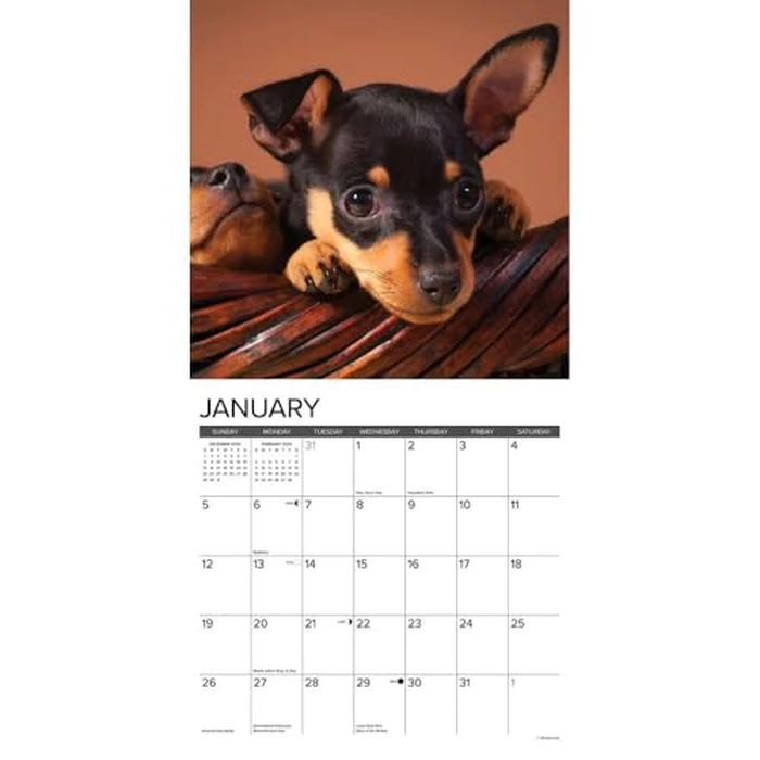 Just Miniature Pinschers 2025 12" x 12" Wall Calendar by WILLOW CREEK - Image 3