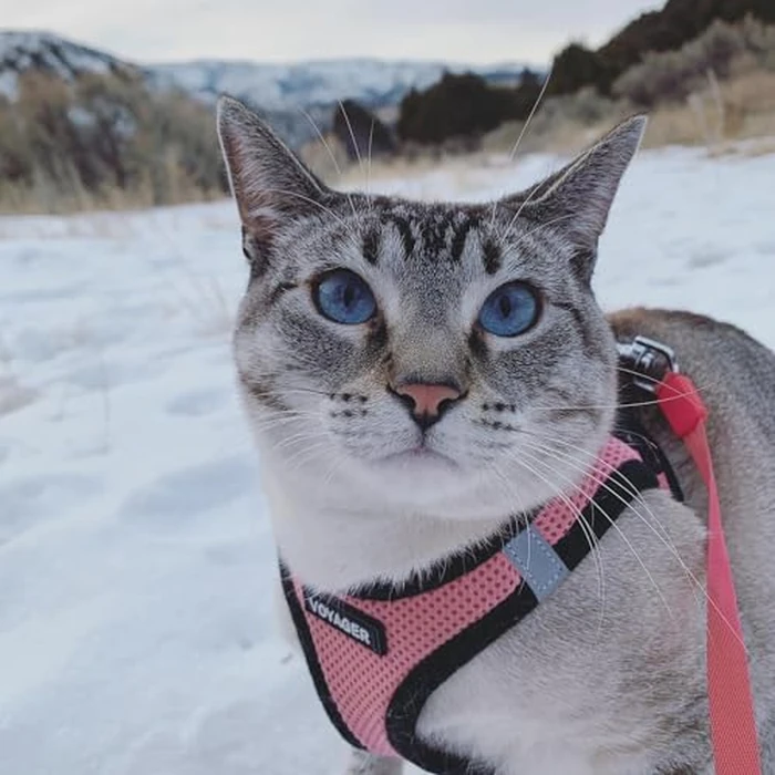 Best Pet Supplies - All Weather Mesh / Plush, Reflective, No Pull Harness for Small, Medium Dogs, Cats - Secure with Hook & Loop Fastener, Buckle, Double D-Rings - Pink/Black Trim, L by Best Pet Supplies - Image 8