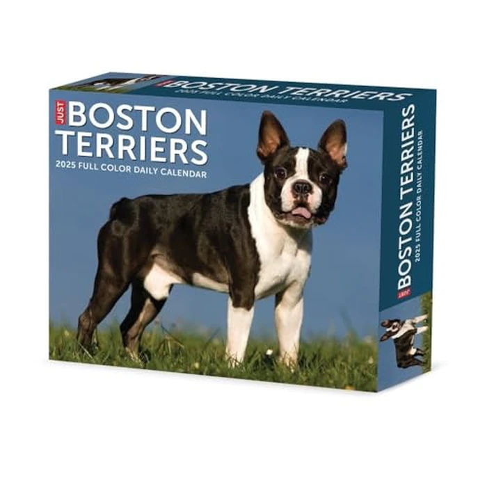 Boston Terriers 2025 6.2" x 5.4" Box Calendar by WILLOW CREEK - Image 1