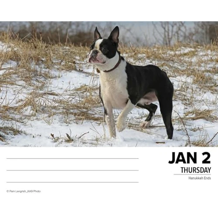 Boston Terriers 2025 6.2" x 5.4" Box Calendar by WILLOW CREEK - Image 4