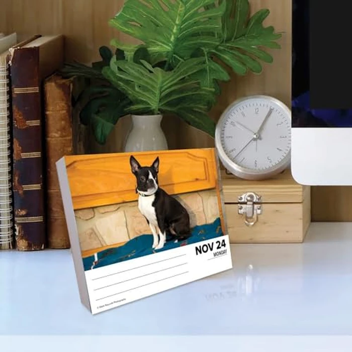 Boston Terriers 2025 6.2" x 5.4" Box Calendar by WILLOW CREEK - Image 5