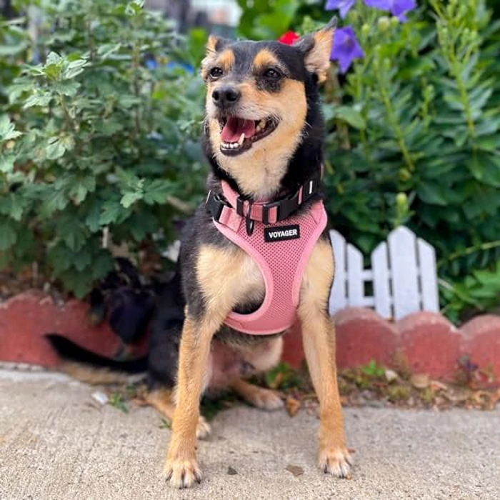 Voyager Step-in Lock Pet Harness - All Weather Mesh, Adjustable Step in Harness for Cats and Dogs by Best Pet Supplies - Pink, XL by Best Pet Supplies - Image 9