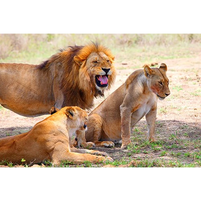 WILD AFRICA 3D - An Extraordinary Journey (Blu-ray 3D & 2D Version) REGION FREE [3D Blu-ray] by 3D-MEDIA.tv - Image 1