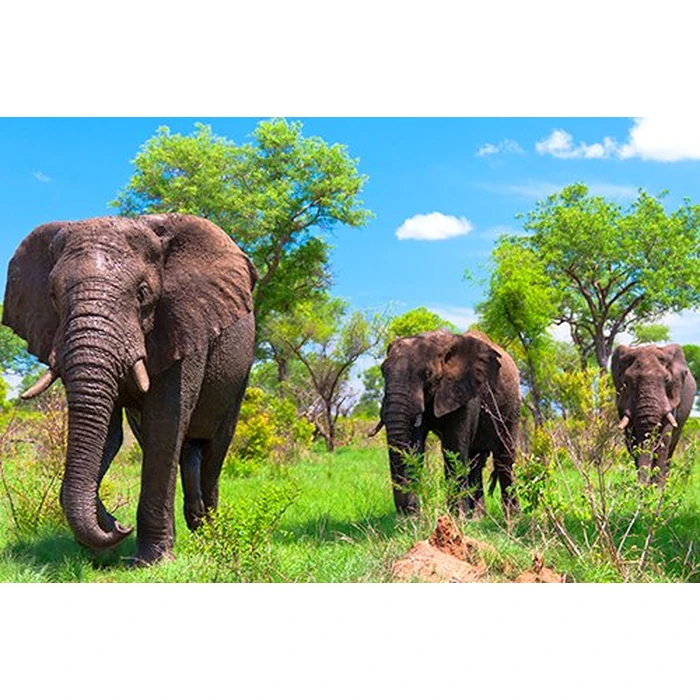 WILD AFRICA 3D - An Extraordinary Journey (Blu-ray 3D & 2D Version) REGION FREE [3D Blu-ray] by 3D-MEDIA.tv - Image 4