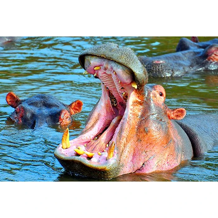 WILD AFRICA 3D - An Extraordinary Journey (Blu-ray 3D & 2D Version) REGION FREE [3D Blu-ray] by 3D-MEDIA.tv - Image 5